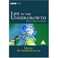 Life In The Undergrowth